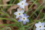 Star-of-Bethlehem <BR>Springstar